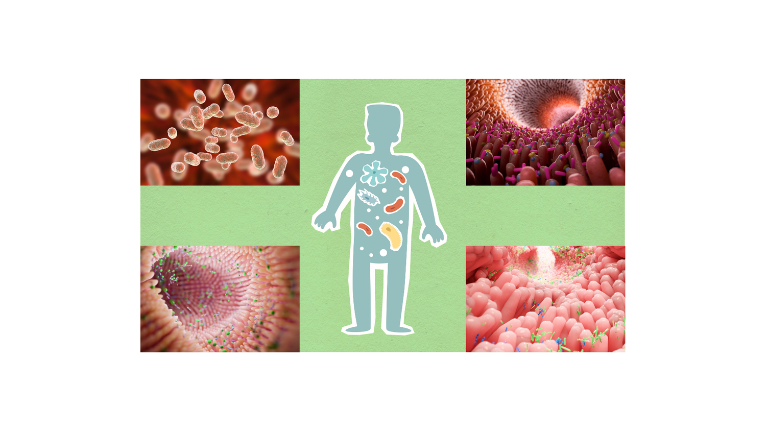 Understanding the Gut Microbiome